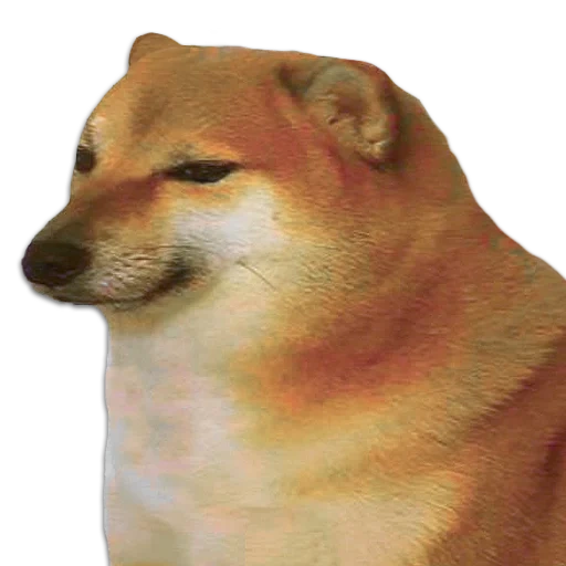 сиба-ину, грустный doge, собака сиба, doge, shiba inu