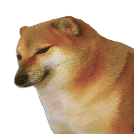 doge, bonk meme, cheems, tür doge, hund