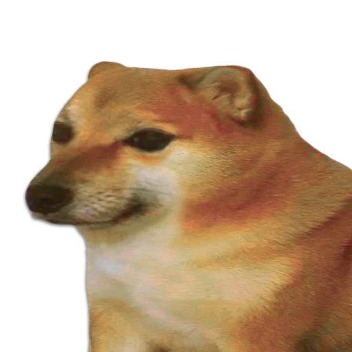 siba inu mem, cheems doge, doge, selamat anjing, dorime doge