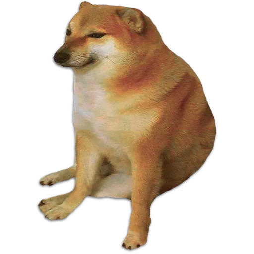 meme con un cane di siba inu, shiba inu, doge dog, cane siba inu, shiba inu meme