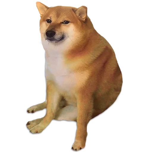 shiba inu, cane siba inu, shiba iu mem, mem con un cane di siba inu, shiba inu