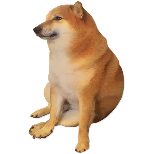 siba-inu, shiba inu, siba inu chims dan dog, sad siba inu mem, shiba inu meme