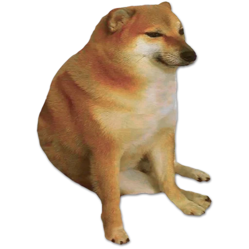 meme con un cane di siba, dog siba, shiba inu, meme cane, mem siba inuu