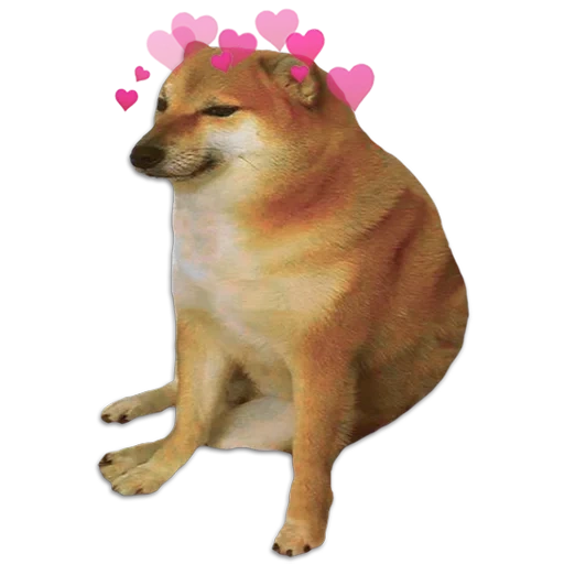 meme shiba inu, mem con un cane di siba inu, shiba iu mem, doge dog, siba iu mem