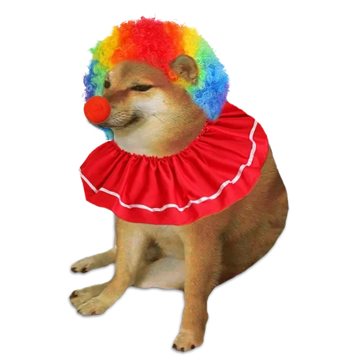 cheems dog, shiba iuu mem, la atención del animal captura, siba iu se sienta memm, doge