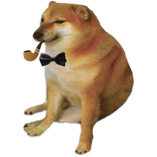 meme avec le chien de siba inu, shiba inu, siba iuu memm, chien siba iuu, doge dog