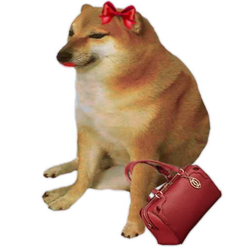 meme com um cachorro de siba, shiba inu, doge dog, siba iuu, shiba iu meme