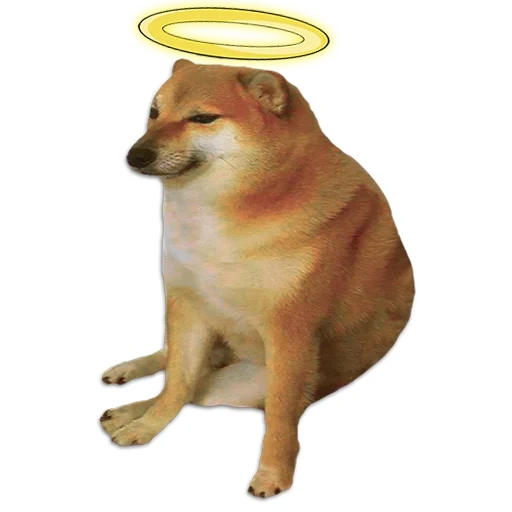 un mème avec un chien de siba inu, shiba inu meme, shiba iuu mem, shiba iuu, doge meme