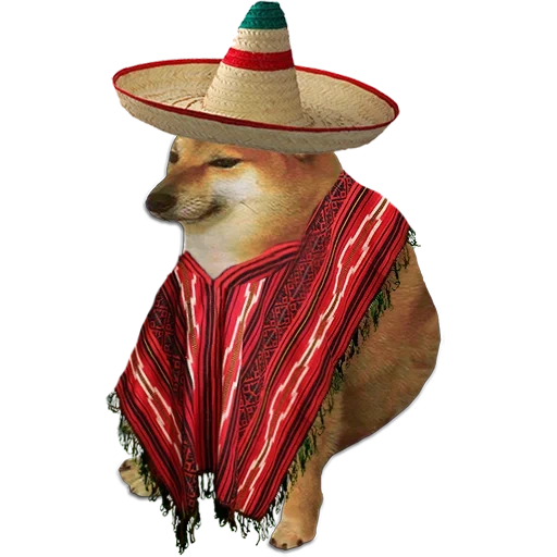 chihuahua dog, dog, sombrero, dog, chihuahua