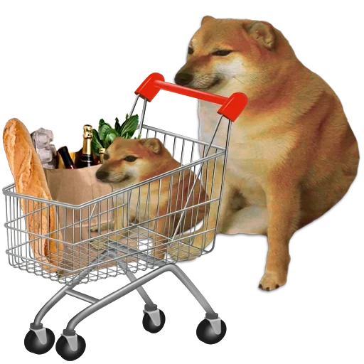 un meme con un perro de siba inu, shiba anu meme, perro siba inu, mem siba inu, siba inu chims y doga