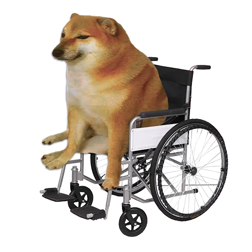 drive sheorchair drive, discapacitada, shiba iu meme, discapacitada con accionamiento eléctrico, doge meme