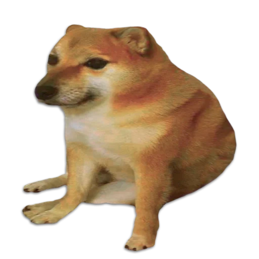 mem con un cane siba, siba iu mem, shiba inu, cheems doge, meme di shiba inu