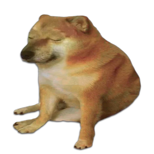 mem siba inu, shiba inu meme, shiba inu, mem von siba ist groß und klein, trauriges doge