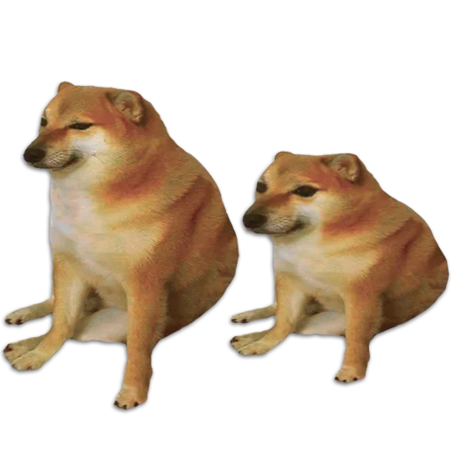 siba-inu, shiba inu, siba inu chims dan dog, sad siba inu mem, mem dengan anjing siba inu