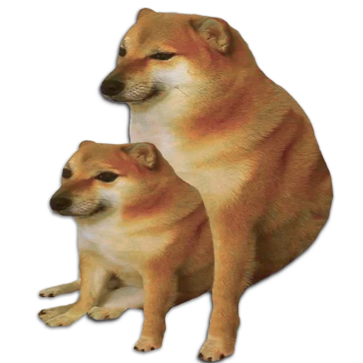 shiba inu, siba inu mem, siba-inu, shiba inu mem, gegenstrike global offensive