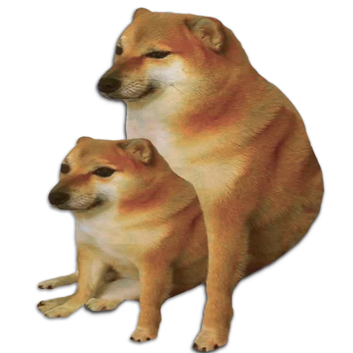 shiba inu, siba inu mem, siba-inu, shiba inu mem, offensiva globale counter-strike