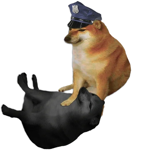 mem siba inu, shiba inu mem, fucking rossish dorogen disabey the entire suspension, doge dog, dog