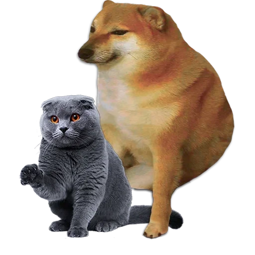 mème avec un chien de siba, siba inu, shiba iuu memm, dars pow mem, doge dog