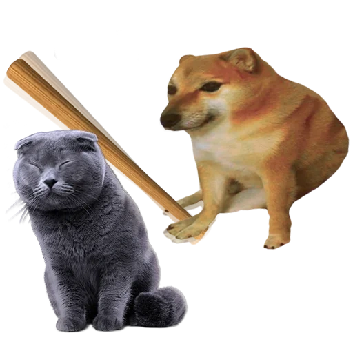 shiba inu pitching, shiba inu, siba inu weint ein meme, mem von siba inu groß und klein, siba inu chims und doga