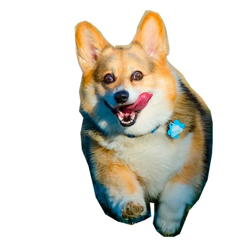 corgi, velsh corgi, cane velsh corgi, velsh cargi pembrock, razza velsh korgi pembrock