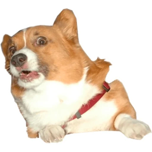 corgi, welsh corgi, pembroke corgi dog, corgi on white background, pembroke welsh corgi dog