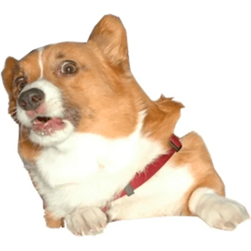 der corgi, welsh corgi, der pembroke corgi, corgi mit weißem hintergrund, pembroke welsh corgi