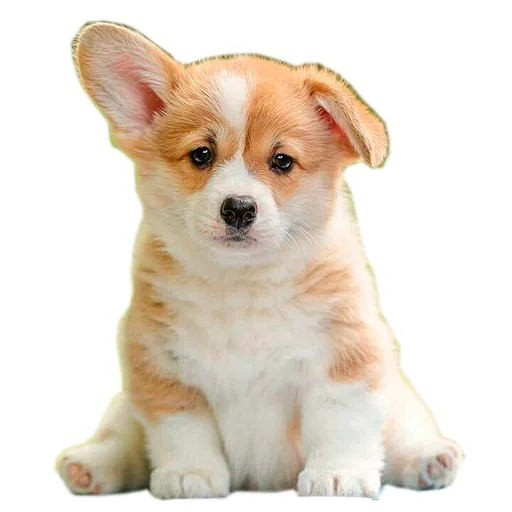 puppy velsh corgi, velsh cargi pembrock, velsh corgi é pequeno, kid velsh corgi pembrock, velsh corgi pembrok puppy