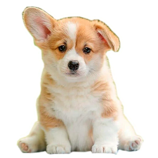 cucciolo velsh corgi, velsh cargi pembrock, velsh corgi è piccolo, kid velsh corgi pembrock, cucciolo di velsh corgi pembrok