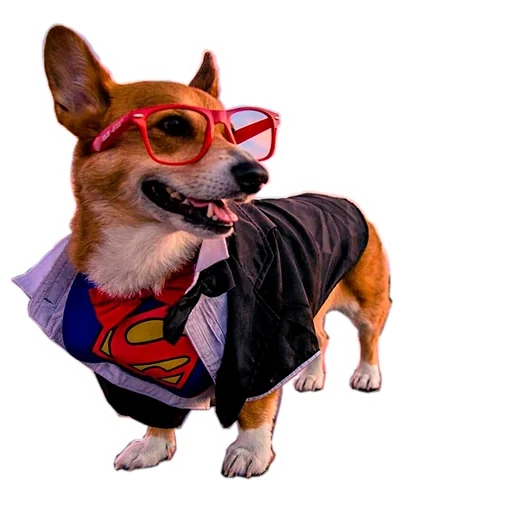 corgi dog, corgi superhero, corgi harry potter, corgi superhero costume