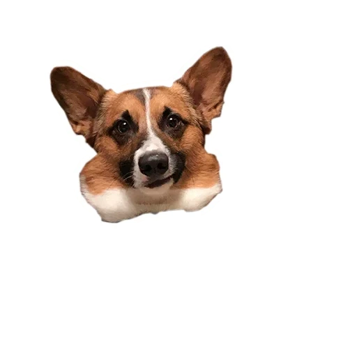 corgi, velsh corgi, cane velsh corgi, pembroke velsh corgi, razza cane velsh corgi