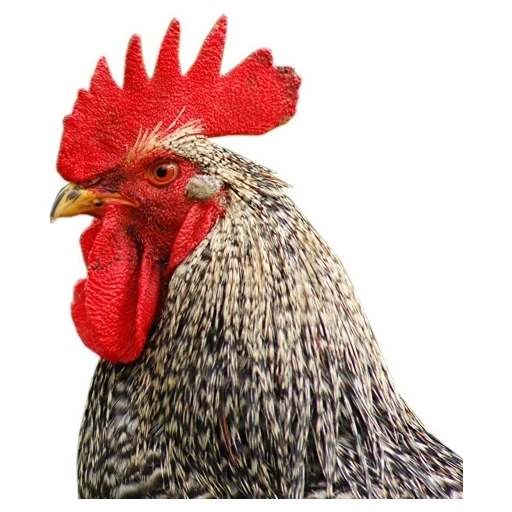 gallo, petushar, perfil de gallo