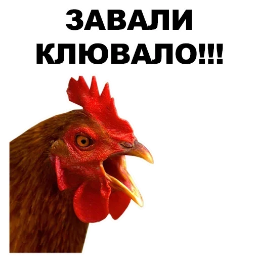 ei rooster, você é um galo, petushar, a cabeça do galo, rooster petushar