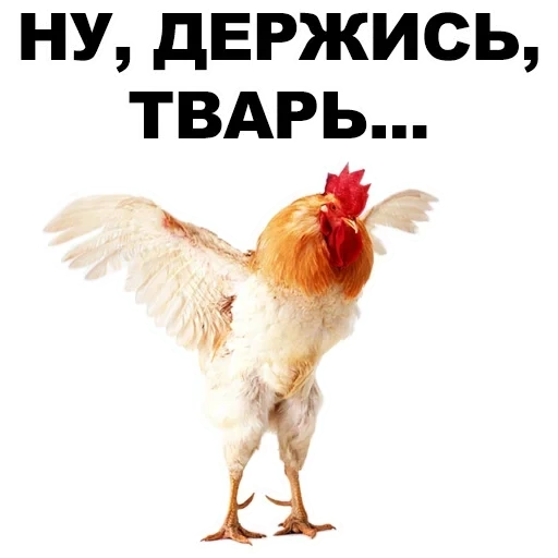 rooster, tu es un coq, rooster, cockerbird, ailes de coq