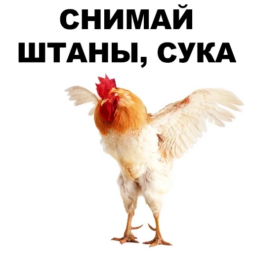 rooster, cockerbird, mème de poulet, coq et poulet, queues sur fond blanc