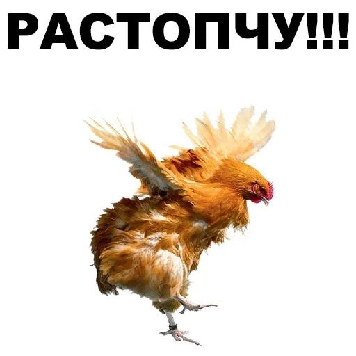 chicken, rooster, flying chicken, flying chicken, rooster sticker