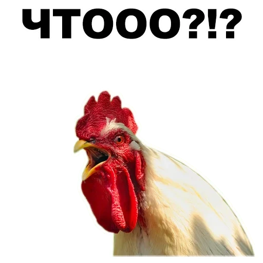 rooster, are you a rooster, rooster, rooster's head