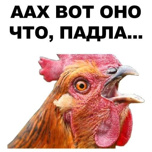 rooster, chicken, rooster, chicken head