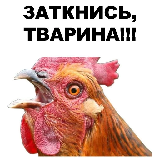 chicken, rooster, chicken head, crazy chicken