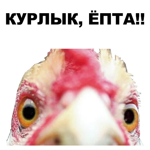 chicken, eat chicken, chicken and poultry, stupid chicken, chicken head