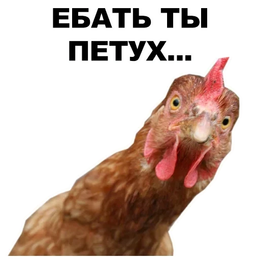 você é um galo, petushar, frango de meme, rooster petushar, um galo surpreso