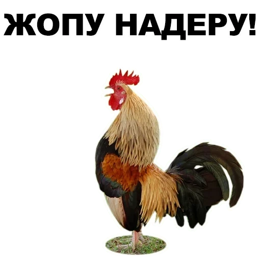 rooster, rooster, rooster, white rooster, cock transparent bottom