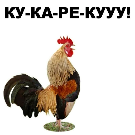 rooster, rooster, rooster, rooster, tu connais un coq