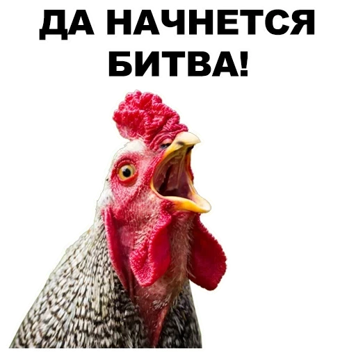 rooster, rooster, rooster meme, rooster, screaming cock