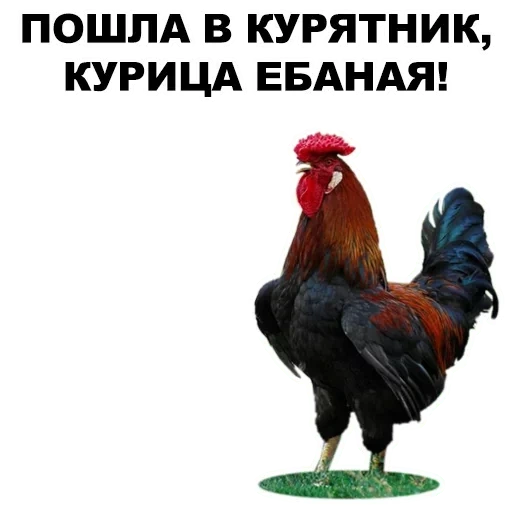 rooster, poulets, rooster, poulet, queues sur fond blanc