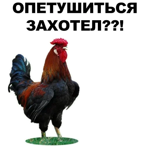 rooster, je suis le coq, rooster, mème de coq, rooster