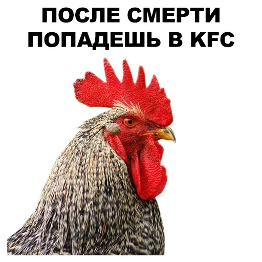 ayam jantan, ayam jantan, ayam marah, ayam jago, kepala ayam jago
