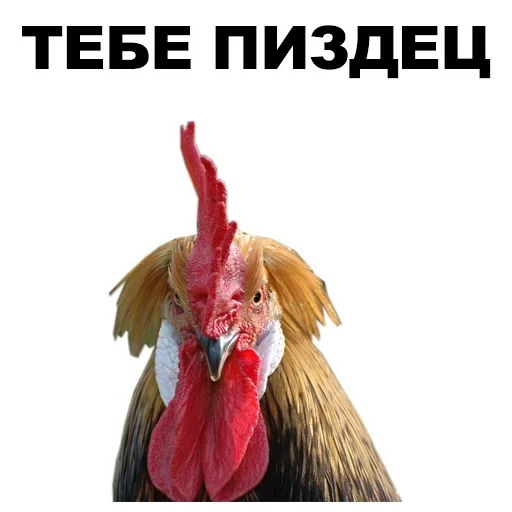 gallo, petushar, gallo, gallo, la cabeza del gallo