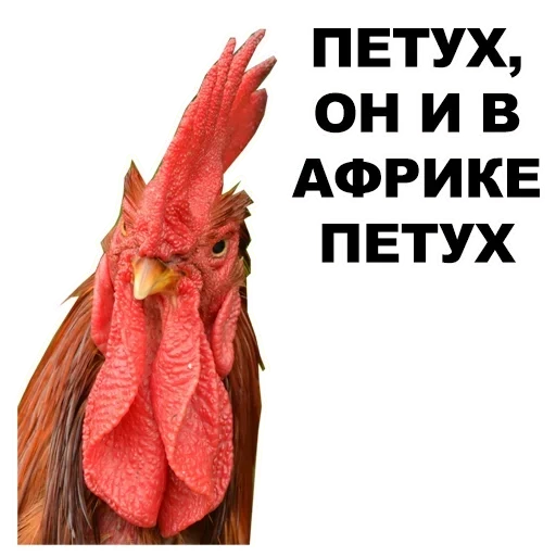 peushar, gallo fas, gallo gallo, pollo un gallo, la testa del gallo