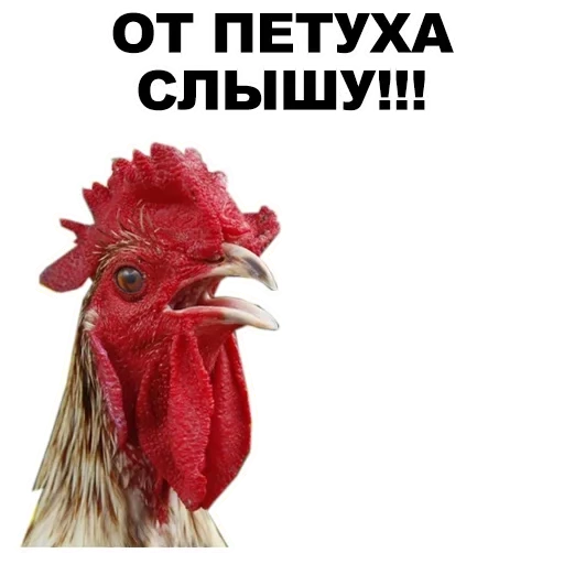 rooster, hey cock, rooster, rooster, rooster's head