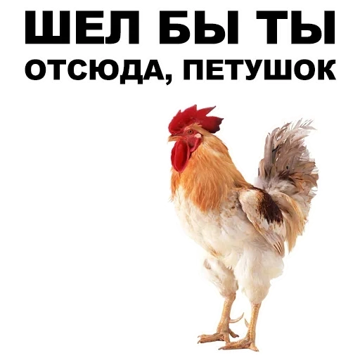 ayam jantan, apa kau rooster, ayam jantan, setiap dua ayam